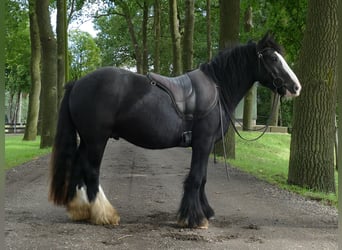 Tinker, Hongre, 3 Ans, 135 cm, Noir