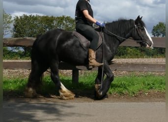 Tinker, Hongre, 3 Ans, 135 cm, Noir