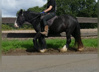 Tinker, Hongre, 3 Ans, 135 cm, Noir