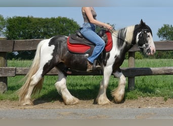 Tinker, Hongre, 3 Ans, 135 cm, Pinto