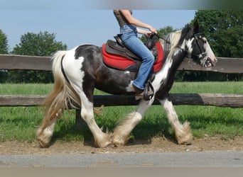 Tinker, Hongre, 3 Ans, 135 cm, Pinto