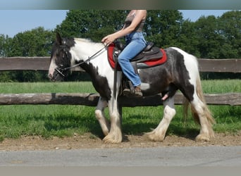 Tinker, Hongre, 3 Ans, 135 cm, Pinto