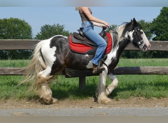 Tinker, Hongre, 3 Ans, 135 cm, Pinto