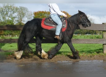 Tinker, Hongre, 3 Ans, 137 cm, Noir