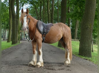 Tinker, Hongre, 3 Ans, 141 cm, Alezan