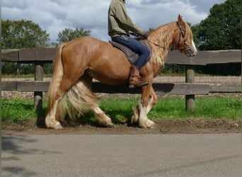 Tinker, Hongre, 3 Ans, 141 cm, Alezan