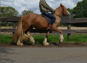 Tinker, Hongre, 3 Ans, 141 cm, Alezan