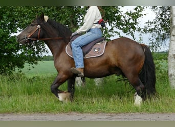 Tinker, Hongre, 3 Ans, 143 cm, Noir