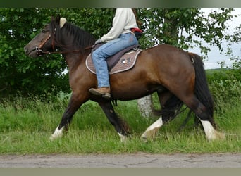 Tinker, Hongre, 3 Ans, 143 cm, Noir