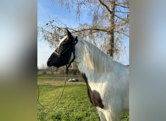 Tinker, Hongre, 3 Ans, 145 cm, Pinto