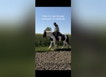 Tinker, Hongre, 3 Ans, 145 cm, Pinto