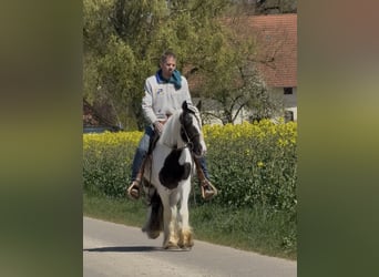 Tinker, Hongre, 3 Ans, 145 cm, Pinto