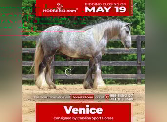 Tinker, Hongre, 3 Ans, 150 cm, Gris