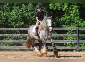 Tinker, Hongre, 3 Ans, 150 cm, Gris