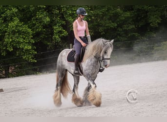 Tinker, Hongre, 3 Ans, 150 cm, Gris