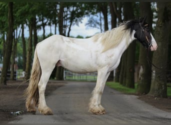 Tinker, Hongre, 3 Ans, 151 cm, Pinto
