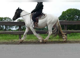 Tinker, Hongre, 3 Ans, 151 cm, Pinto