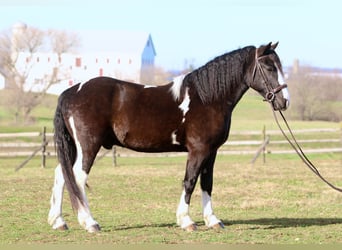 Tinker Croisé, Hongre, 3 Ans, 152 cm, Pinto