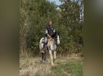 Tinker Croisé, Hongre, 3 Ans, 155 cm, Pinto