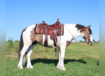 Tinker Croisé, Hongre, 3 Ans, Pinto