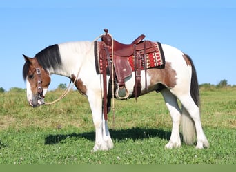 Tinker Croisé, Hongre, 3 Ans, Pinto