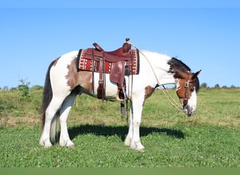 Tinker Croisé, Hongre, 3 Ans, Pinto