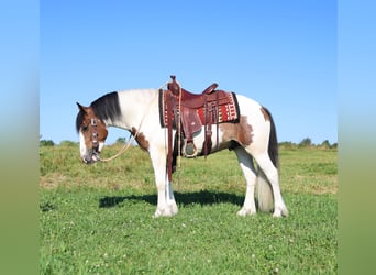 Tinker Croisé, Hongre, 3 Ans, Pinto