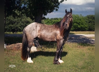 Tinker Croisé, Hongre, 3 Ans, Rouan Bleu