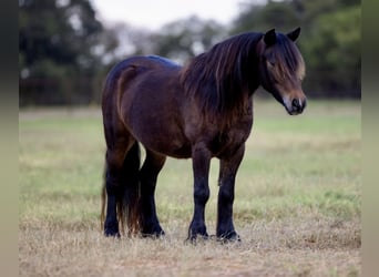 Tinker Croisé, Hongre, 4 Ans, 107 cm, Bai cerise