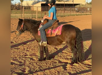 Tinker Croisé, Hongre, 4 Ans, 107 cm, Bai cerise