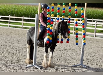 Tinker, Hongre, 4 Ans, 120 cm, Pinto