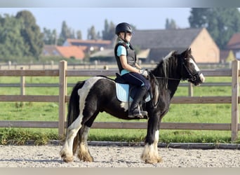 Tinker, Hongre, 4 Ans, 120 cm, Pinto