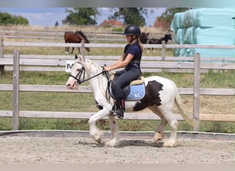 Tinker, Hongre, 4 Ans, 122 cm, Pinto