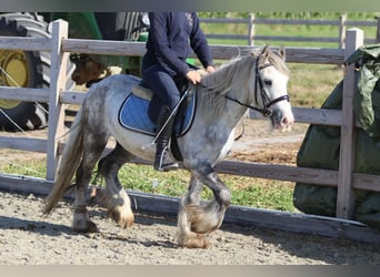 Tinker, Hongre, 4 Ans, 123 cm, Rouan bleu