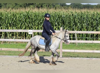 Tinker, Hongre, 4 Ans, 123 cm, Rouan bleu