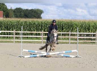 Tinker, Hongre, 4 Ans, 123 cm, Rouan bleu