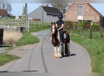 Tinker, Hongre, 4 Ans, 124 cm, Pinto