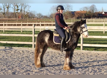 Tinker, Hongre, 4 Ans, 128 cm, Dunalino