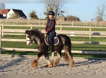 Tinker, Hongre, 4 Ans, 128 cm, Dunalino