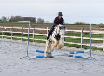 Tinker, Hongre, 4 Ans, 132 cm, Pinto