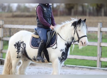 Tinker, Hongre, 4 Ans, 132 cm, Pinto