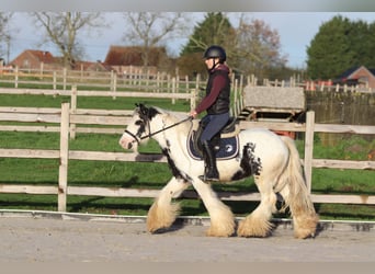 Tinker, Hongre, 4 Ans, 132 cm, Pinto