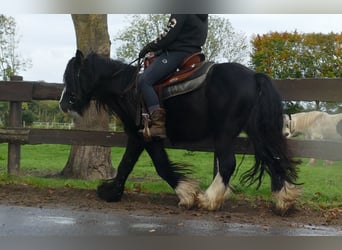 Tinker, Hongre, 4 Ans, 133 cm, Noir