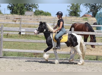 Tinker, Hongre, 4 Ans, 133 cm, Pinto