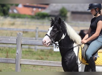 Tinker, Hongre, 4 Ans, 133 cm, Pinto