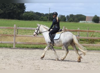 Tinker, Hongre, 4 Ans, 133 cm, Rouan bleu