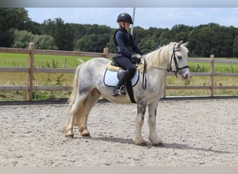 Tinker, Hongre, 4 Ans, 133 cm, Rouan bleu