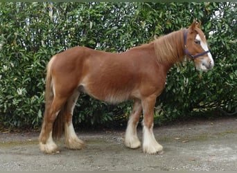Tinker, Hongre, 4 Ans, 135 cm, Alezan