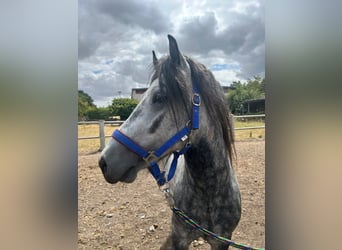 Tinker Croisé, Hongre, 4 Ans, 135 cm, Gris pommelé