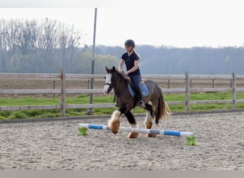 Tinker, Hongre, 4 Ans, 136 cm, Noir